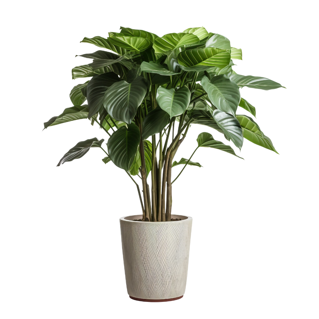 digital (1080 x 1080 px) (3) - Copy