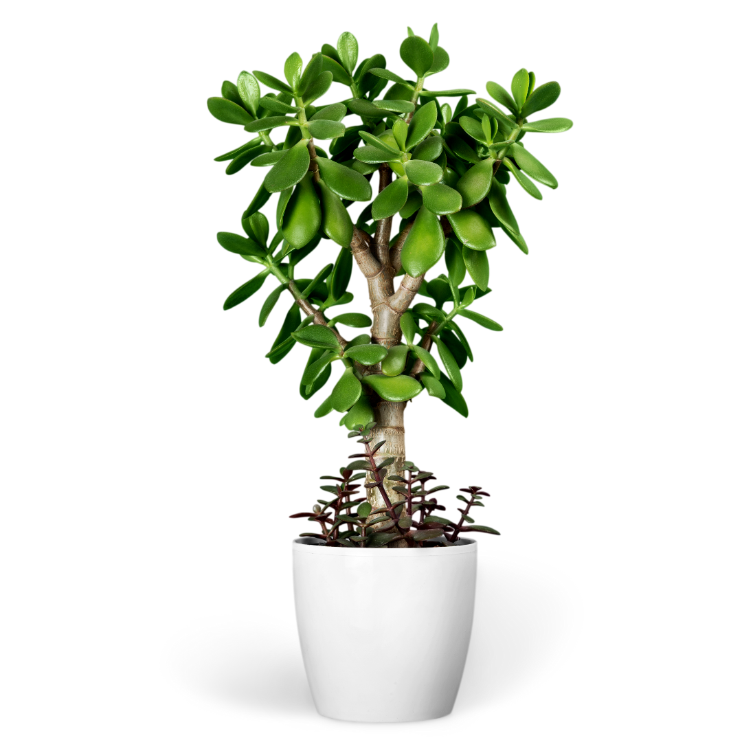 digital (1080 x 1080 px) (4) - Copy