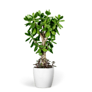 plant 3