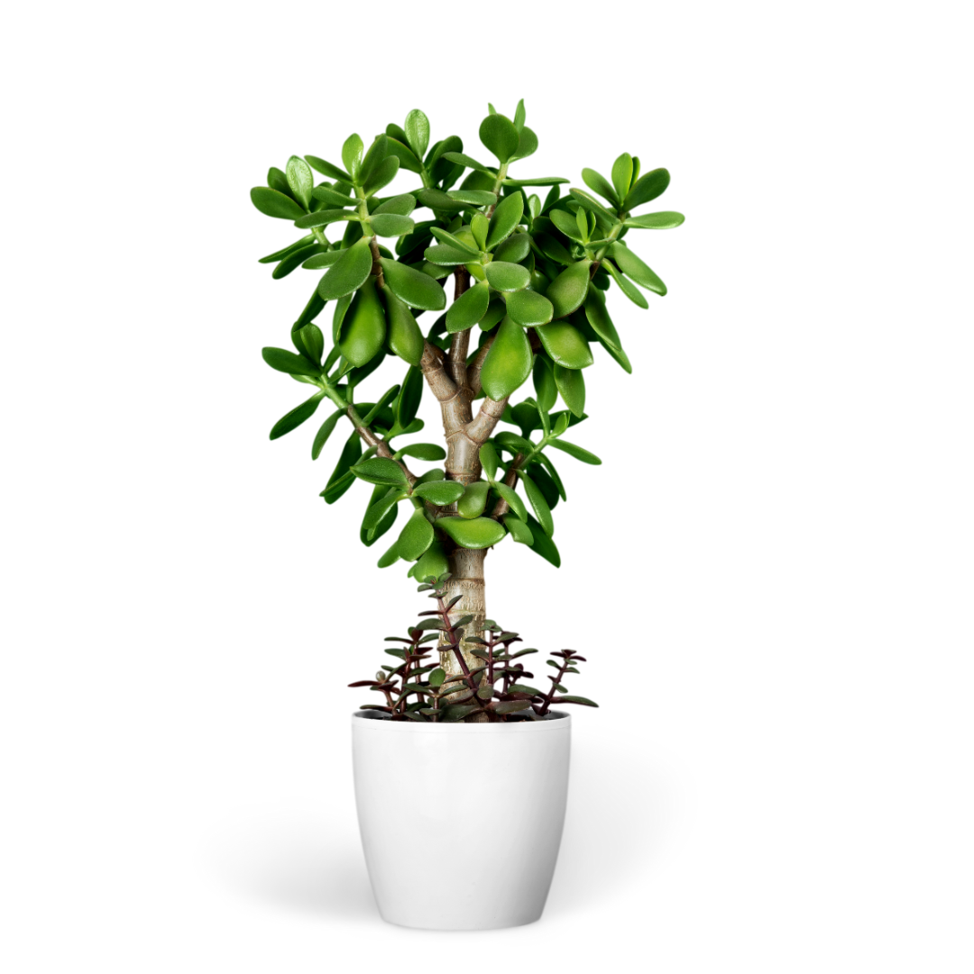 digital (1080 x 1080 px) (5) - Copy